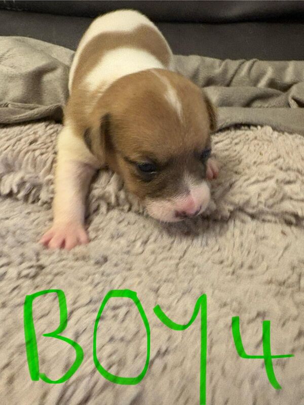 Jack Russell puppies for sale in Lytham St Anne's, Lancashire – 2 weeks old - Image 7 of 15