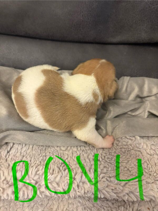 Jack Russell puppies for sale in Lytham St Anne's, Lancashire – 2 weeks old - Image 8 of 15