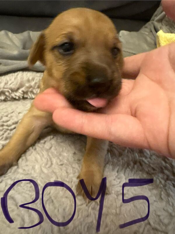 Jack Russell puppies for sale in Lytham St Anne's, Lancashire – 2 weeks old - Image 9 of 15