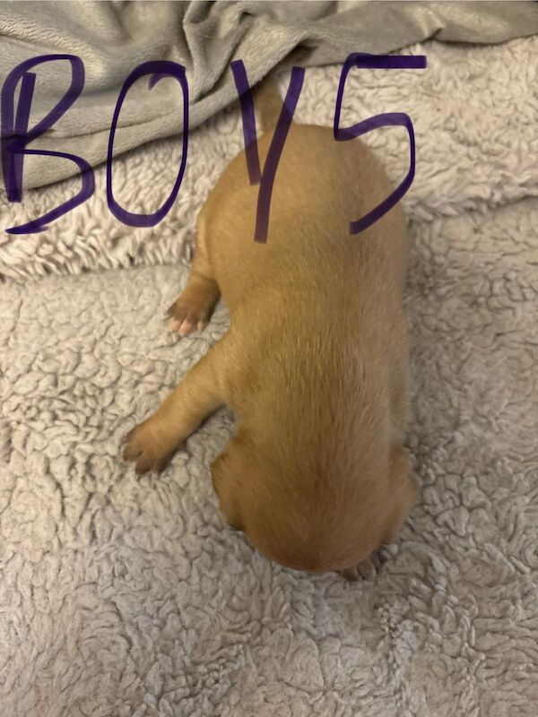 Jack Russell puppies for sale in Lytham St Anne's, Lancashire – 2 weeks old - Image 10 of 15