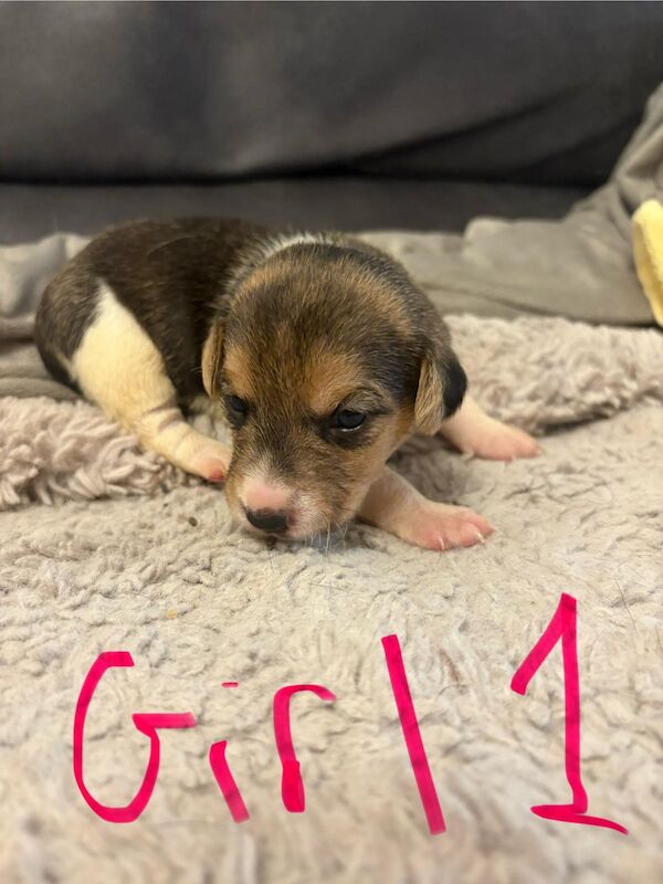 Jack Russell puppies for sale in Lytham St Anne's, Lancashire – 2 weeks old - Image 11 of 15