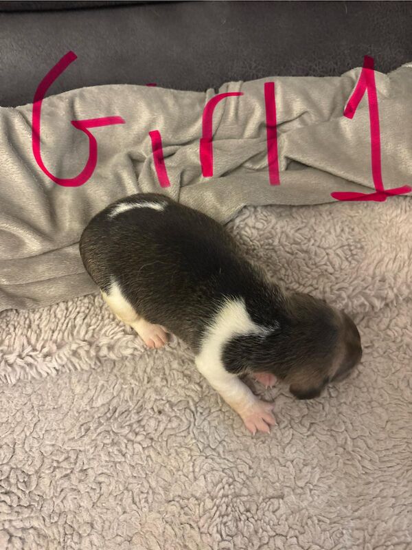 Jack Russell puppies for sale in Lytham St Anne's, Lancashire – 2 weeks old - Image 12 of 15