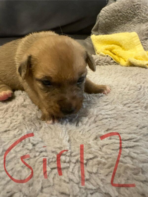 Jack Russell puppies for sale in Lytham St Anne's, Lancashire – 2 weeks old - Image 13 of 15