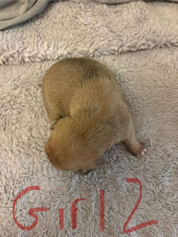 Jack Russell puppies for sale in Lytham St Anne's, Lancashire – 2 weeks old - Image 14 of 15