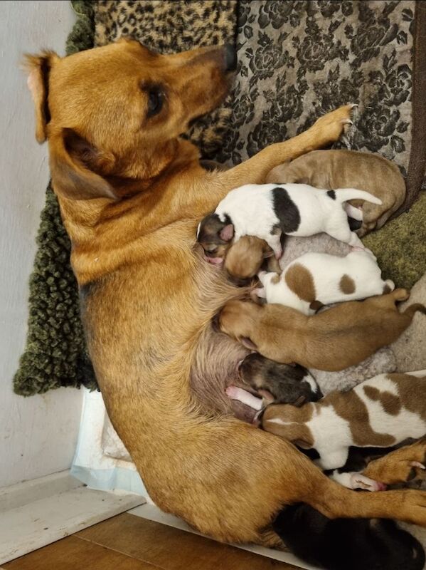 Jack Russell puppies for sale in Lytham St Anne's, Lancashire – 2 weeks old - Image 15 of 15