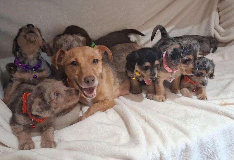 8 Beautiful Jack Russell Puppies Ready Soon!