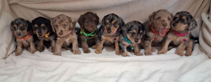 8 Beautiful Jack Russell Puppies Ready Soon! - Image 2 of 10