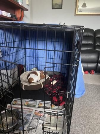 8 months old parsonsJack Russell for sale in Stoke On Trent, Staffordshire - Image 4