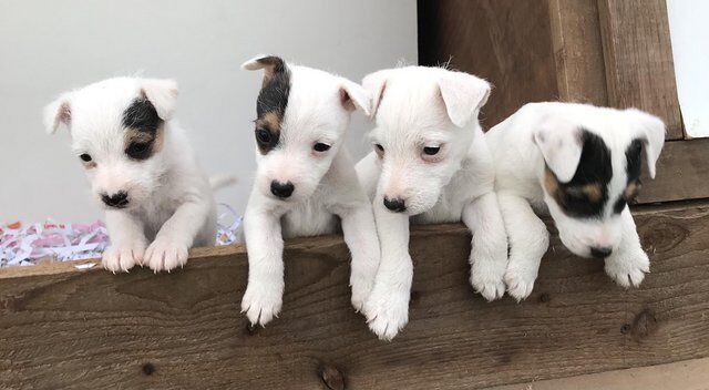 Jack Russell Terrier puppies for sale in Leicester, Leicestershire – 1 year old - Image 1 of 5