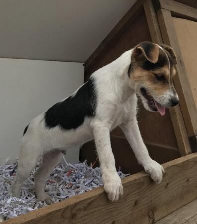 Jack Russell Terrier puppies for sale in Leicester, Leicestershire – 1 year old - Image 2 of 5