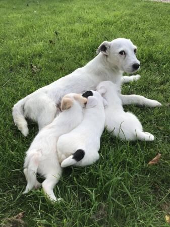 Jack Russell Terrier puppies for sale in Leicester, Leicestershire – 1 year old - Image 3 of 5