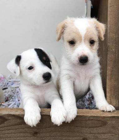 Jack Russell Terrier puppies for sale in Leicester, Leicestershire – 1 year old - Image 5 of 5