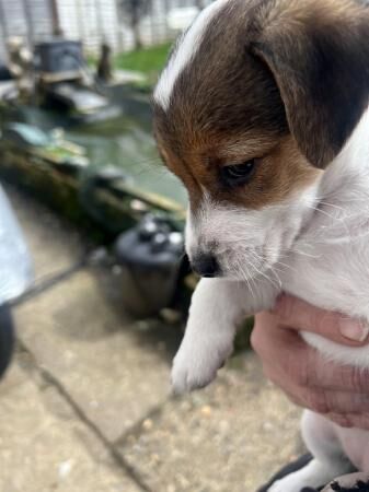 8 weeks old microchip and first vaccination for sale in Watford, Hertfordshire