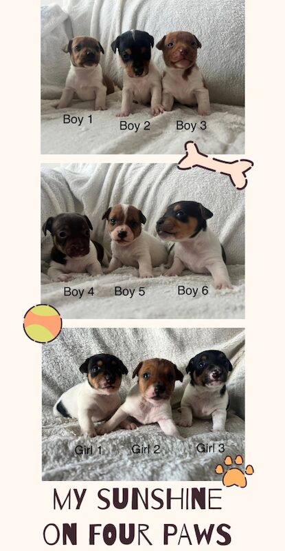 Jack Russell Terrier puppies for sale in Caernarfon, Gwynedd – 3 weeks old