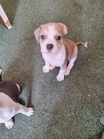 Jack Russell Terrier puppies for sale in Birmingham, West Midlands – 1 year old - Image 2 of 5