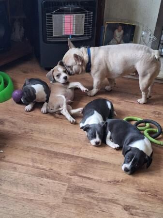 Jack Russell Terrier puppies for sale in Birmingham, West Midlands – 1 year old - Image 4 of 5
