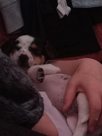 Adorable ?? 9 weeks old jack Russell girl for sale in New England, Somerset