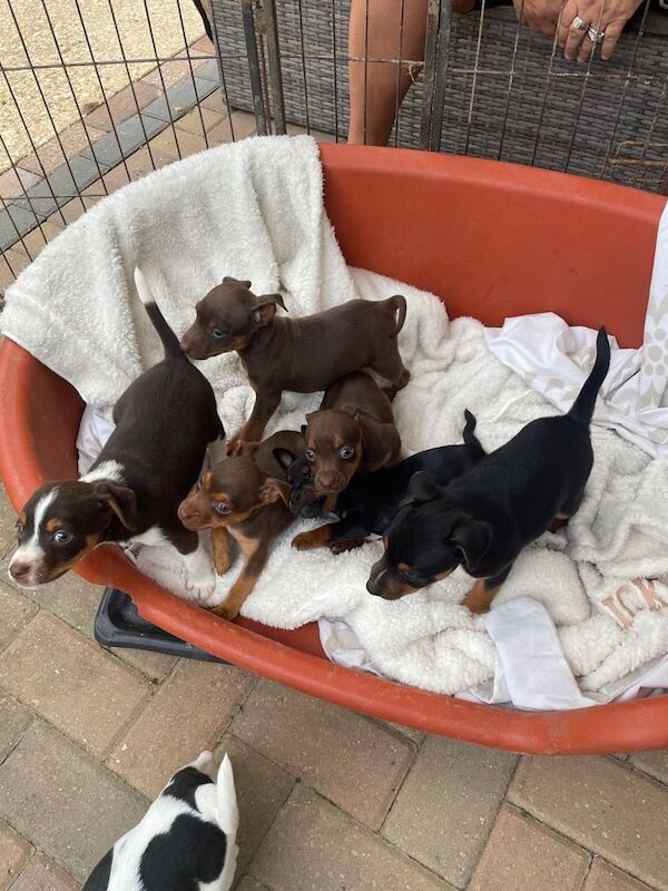 Jack Russell puppies for sale in Totton, Hampshire – 7 weeks old