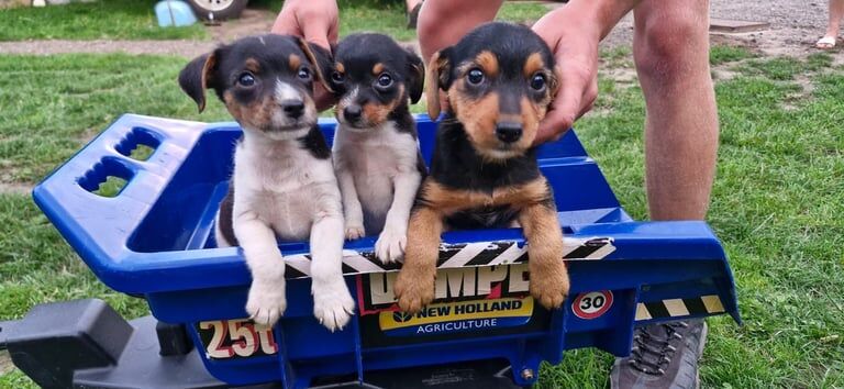 Jack Russell puppies for sale in Lincoln, Lincolnshire – 8 weeks old