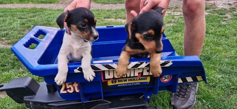 Jack Russell puppies for sale in Lincoln, Lincolnshire – 8 weeks old - Image 2 of 3