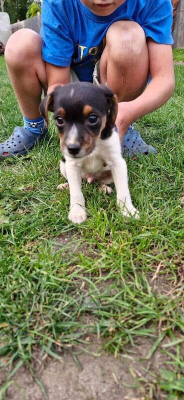 Jack Russell puppies for sale in Lincoln, Lincolnshire – 8 weeks old - Image 3 of 3