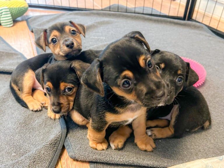 Jack Russell puppies for sale in Rossendale, Lancashire – 8 weeks old