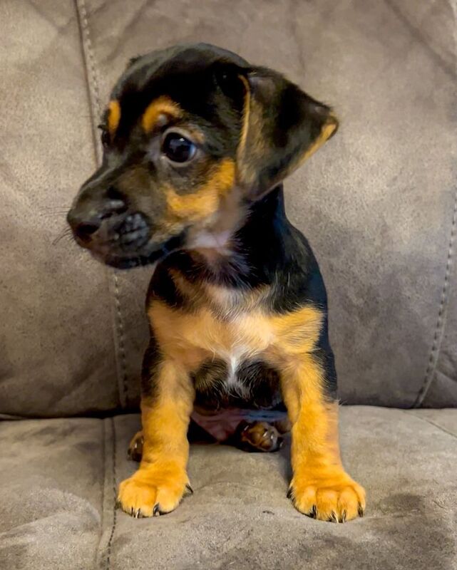 Jack Russell puppies for sale in Rossendale, Lancashire – 8 weeks old - Image 2 of 3