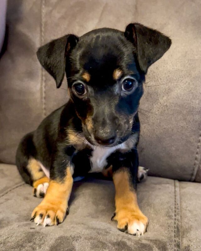 Jack Russell puppies for sale in Rossendale, Lancashire – 8 weeks old - Image 3 of 3
