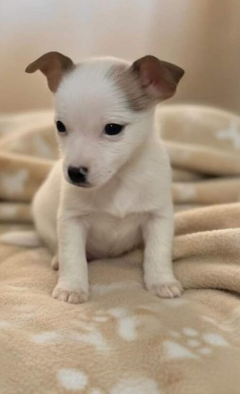 Jack Russell Terrier puppies for sale in Chingford, Greater London – 8 weeks old