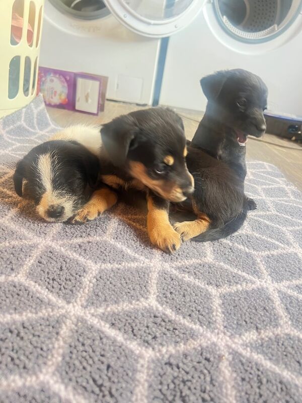 Jack Russell puppies for sale in Chippenham, Wiltshire – 7 weeks old