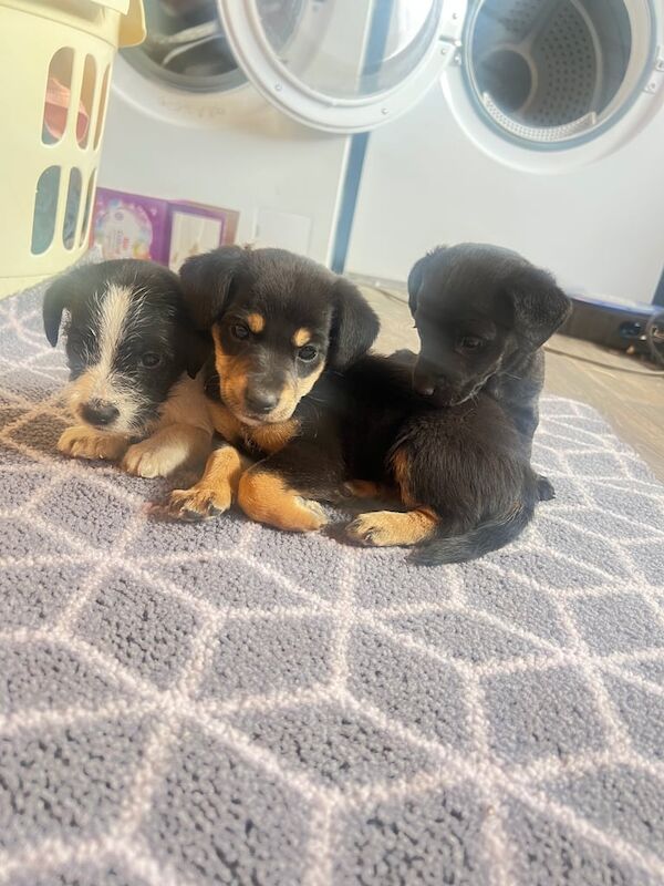 Jack Russell puppies for sale in Chippenham, Wiltshire – 7 weeks old - Image 2 of 3