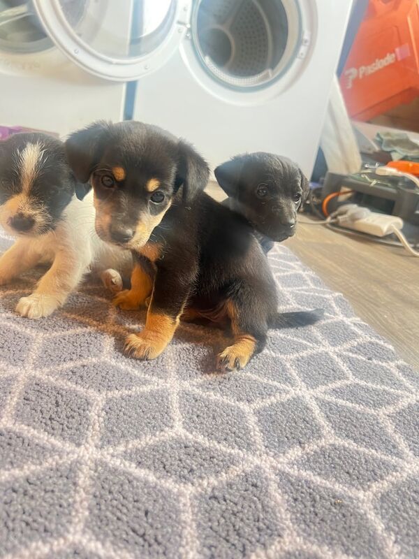 Jack Russell puppies for sale in Chippenham, Wiltshire – 7 weeks old - Image 3 of 3