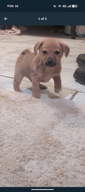 Adorable Jack Russell Puppy