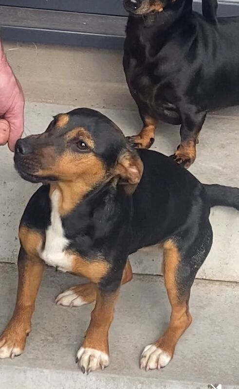 Jack Russell puppies for sale in Perth, Perth and Kinross – 6 months old