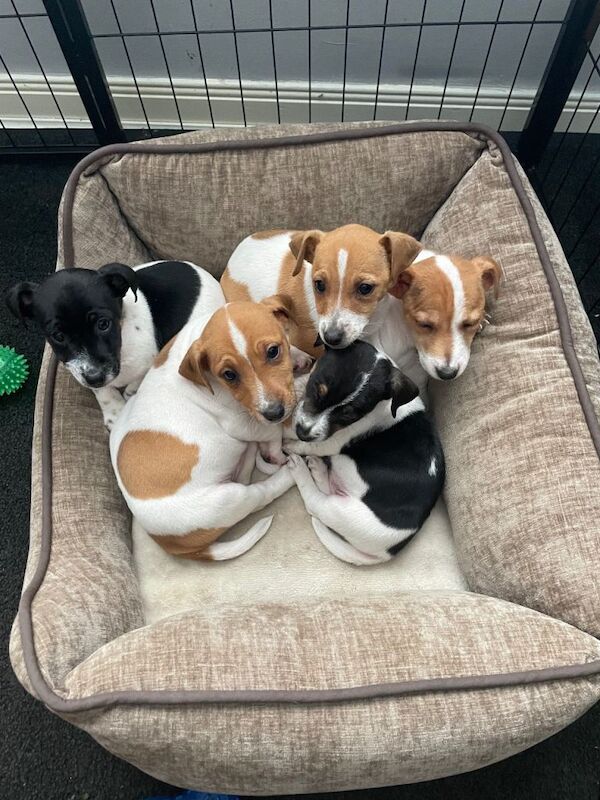 Adorable Jack Russell Terrier Puppies Looking for Loving Homes