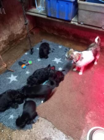 Adorable Jackapoo Puppies for sale in Stoke On Trent, Staffordshire - Image 4