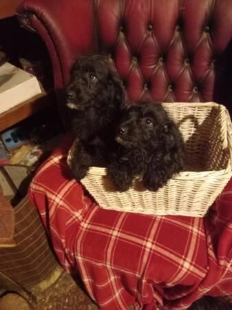 Adorable Jackapoo Puppies for sale in Stoke On Trent, Staffordshire - Image 1