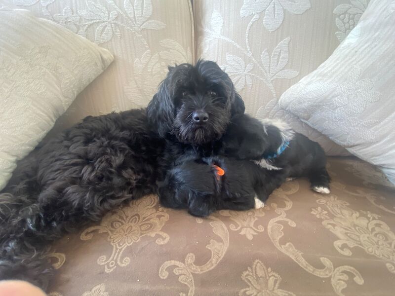 Adorable jacktuz pups