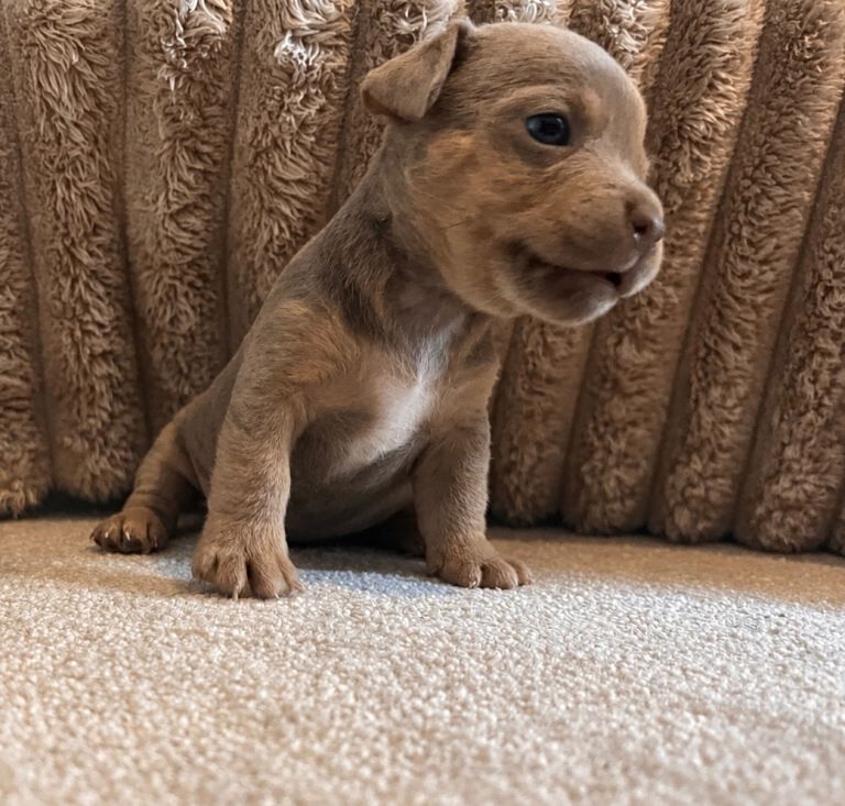 Adorable lilac jacks Russell’s Puppy Looking for a Loving Home