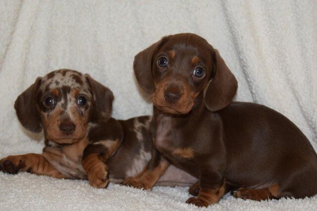 ADORABLE LITTER OF 3/4 MINI DACHSHUNDS for sale in Holyhead/Caergybi, Isle of Anglesey