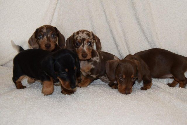 ADORABLE LITTER OF 3/4 MINI DACHSHUNDS for sale in Holyhead/Caergybi, Isle of Anglesey - Image 2