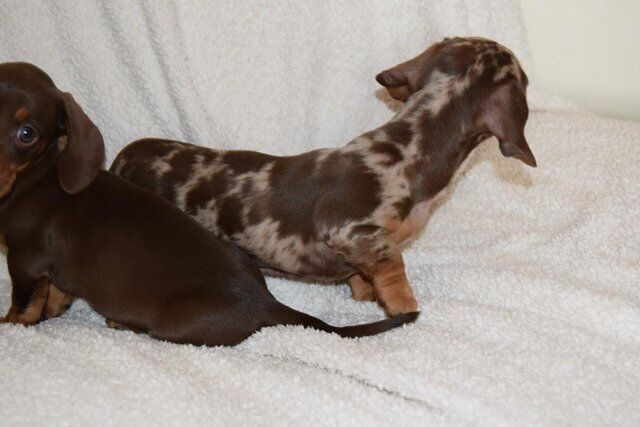ADORABLE LITTER OF 3/4 MINI DACHSHUNDS for sale in Holyhead/Caergybi, Isle of Anglesey - Image 3