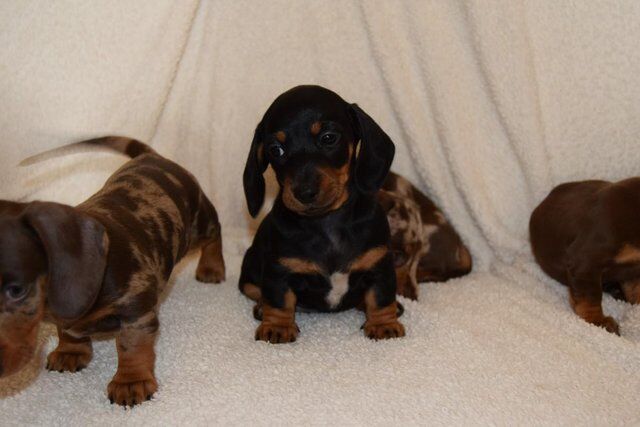 ADORABLE LITTER OF 3/4 MINI DACHSHUNDS for sale in Holyhead/Caergybi, Isle of Anglesey - Image 4