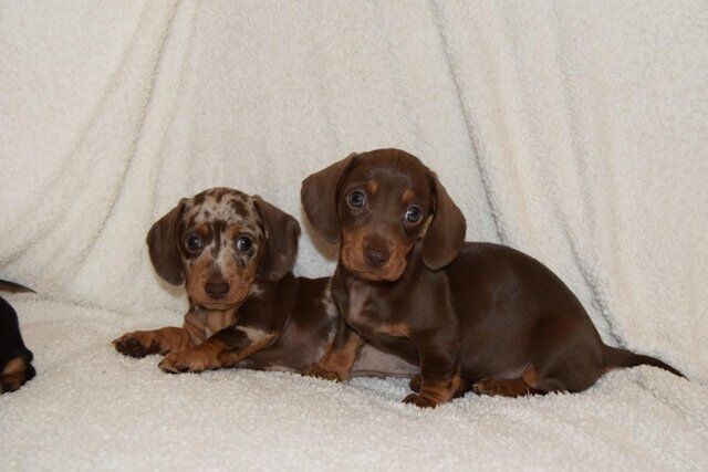ADORABLE LITTER OF 3/4 MINI DACHSHUNDS for sale in Holyhead/Caergybi, Isle of Anglesey - Image 5
