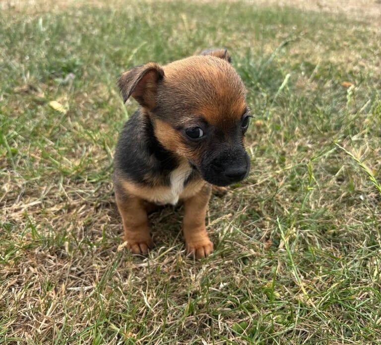 Jack Russell puppies for sale in Romford, Greater London – 9 weeks old