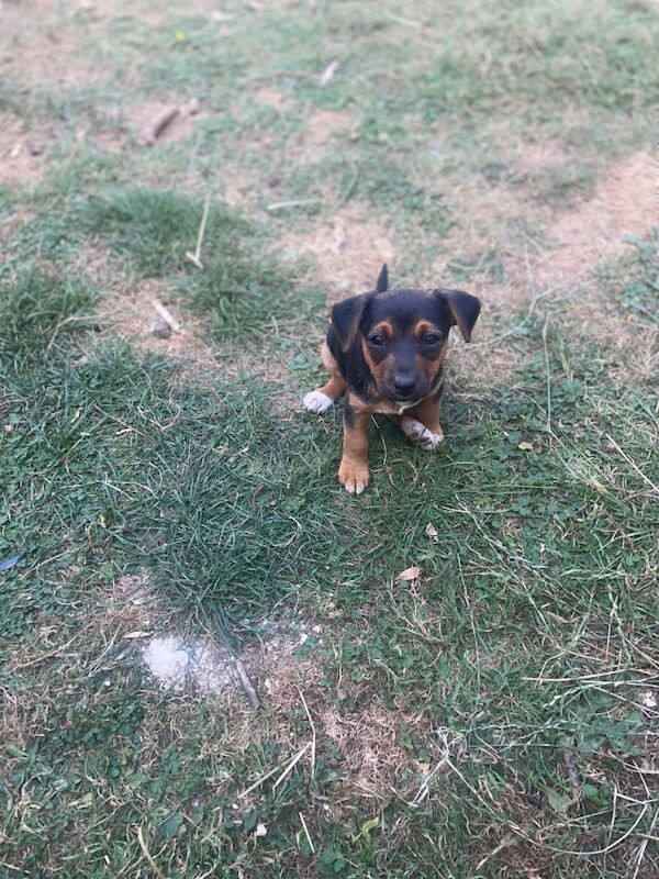 Adorable mischievous puppies
