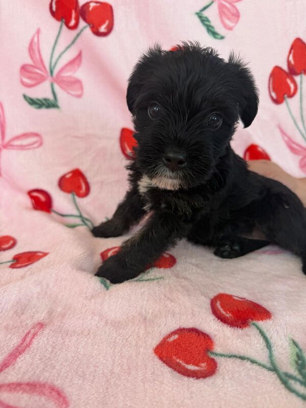 Adorable shih tzu � jack russell puppies ? ready next week!