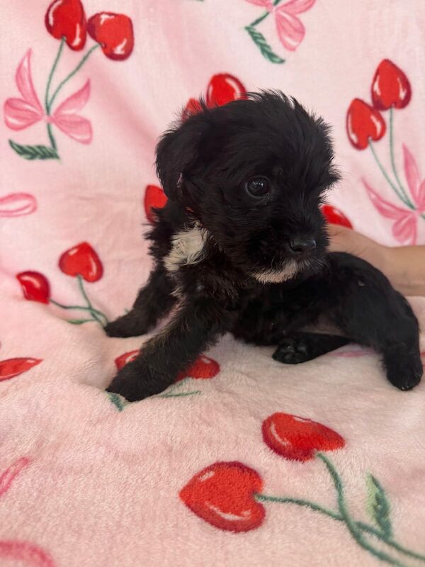 Adorable shih tzu � jack russell puppies ? ready next week! - Image 2 of 8