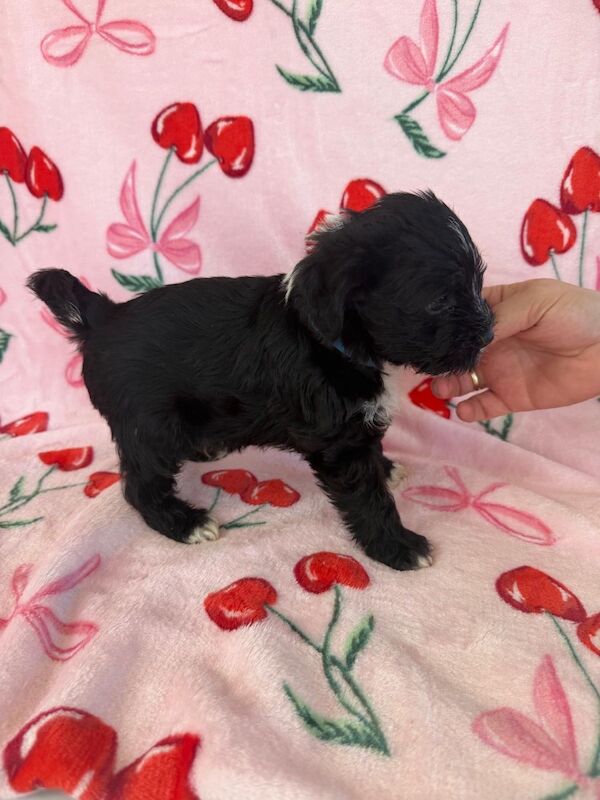 Adorable shih tzu � jack russell puppies ? ready next week! - Image 3 of 8