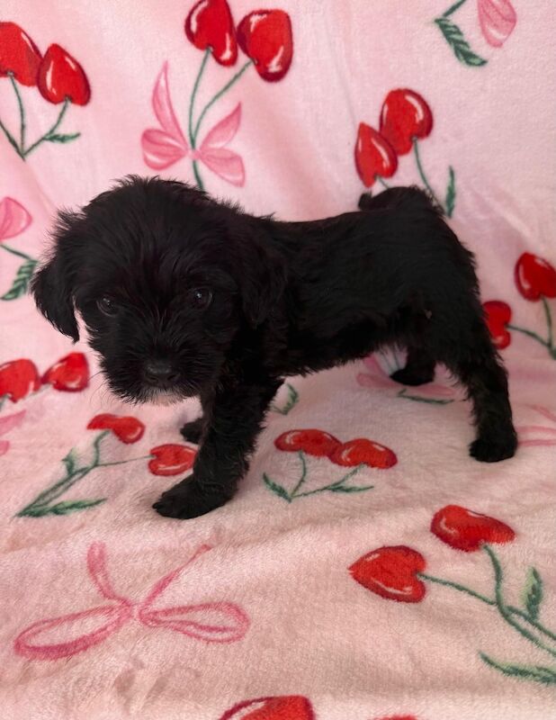 Adorable shih tzu � jack russell puppies ? ready next week! - Image 4 of 8